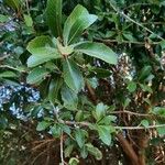 Cordia americana Leaf