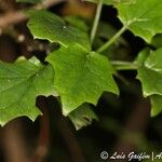 Senecio tamoides List