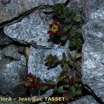 Saxifraga retusa Облик