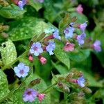 Pulmonaria officinalis Hábito