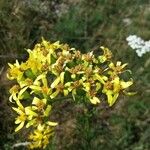 Jacobaea adonidifolia Flor