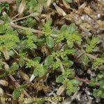 Herniaria ciliolata Libunga