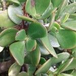 Crassula ovata অন্যান্য