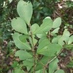 Erythroxylum havanense Leaf