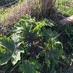 Solanum aculeatissimum Листок