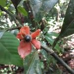 Heisteria cauliflora Gyümölcs