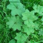 Alchemilla xanthochlora Лист