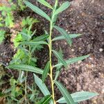 Salix purpurea Leaf