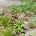 Carex pensylvanica Frutto