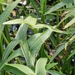 Sagittaria sagittifoliaपत्ता