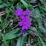 Verbena bipinnatifida Flor
