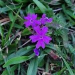 Verbena bipinnatifida Kvet