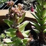 Sempervivum calcareum Цветок