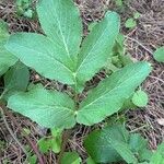 Magydaris panacifolia Лист