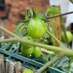 Solanum lycopersicum Fruit