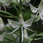 Habenaria batesii