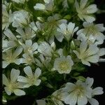 Limnanthes vinculans Flower