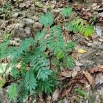 Vachellia cornigera Hoja