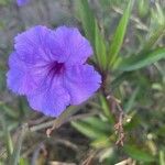 Ruellia simplex C.WrightКветка