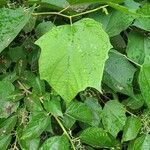 Alangium chinense Leaf