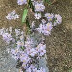 Symphyotrichum laeve Flower