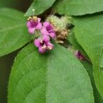 Callicarpa mollis Flower