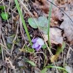 Hepatica nobilis Schreb.Blüte