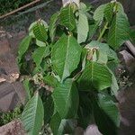Euphorbia pulcherrima Листок