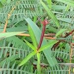 Ludwigia octovalvis Leaf