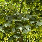 Acer pseudoplatanusЛіст