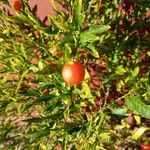 Solanum pseudocapsicumFrucht