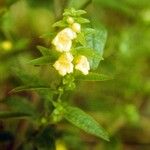 Aureolaria virginica Λουλούδι