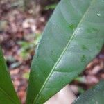 Pouteria coriacea ഇല