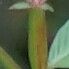 Ludwigia erecta Frucht