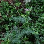 Mutellina purpurea Flower