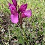 Anacamptis papilionaceaFlower