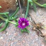 Delosperma cooperiFlors