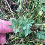 Potentilla erecta برگ