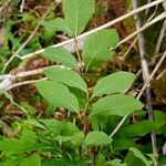 Lonicera nigra Blad