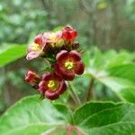 Jatropha gossypiifolia Flower