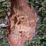 Irvingia gabonensis 樹皮