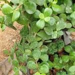 Portulacaria afra ᱥᱟᱠᱟᱢ