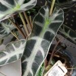 Alocasia sanderianaLapas