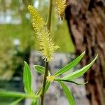 Salix × pendulina Leaf