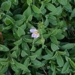 Spergularia rupicola Flower