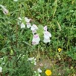 Bartsia trixagoBlüte