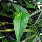 Commelina communis Blad