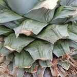 Agave tequilana Bark