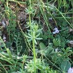 Galium parisiense Leaf