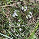 Euphrasia officinalis Хабит